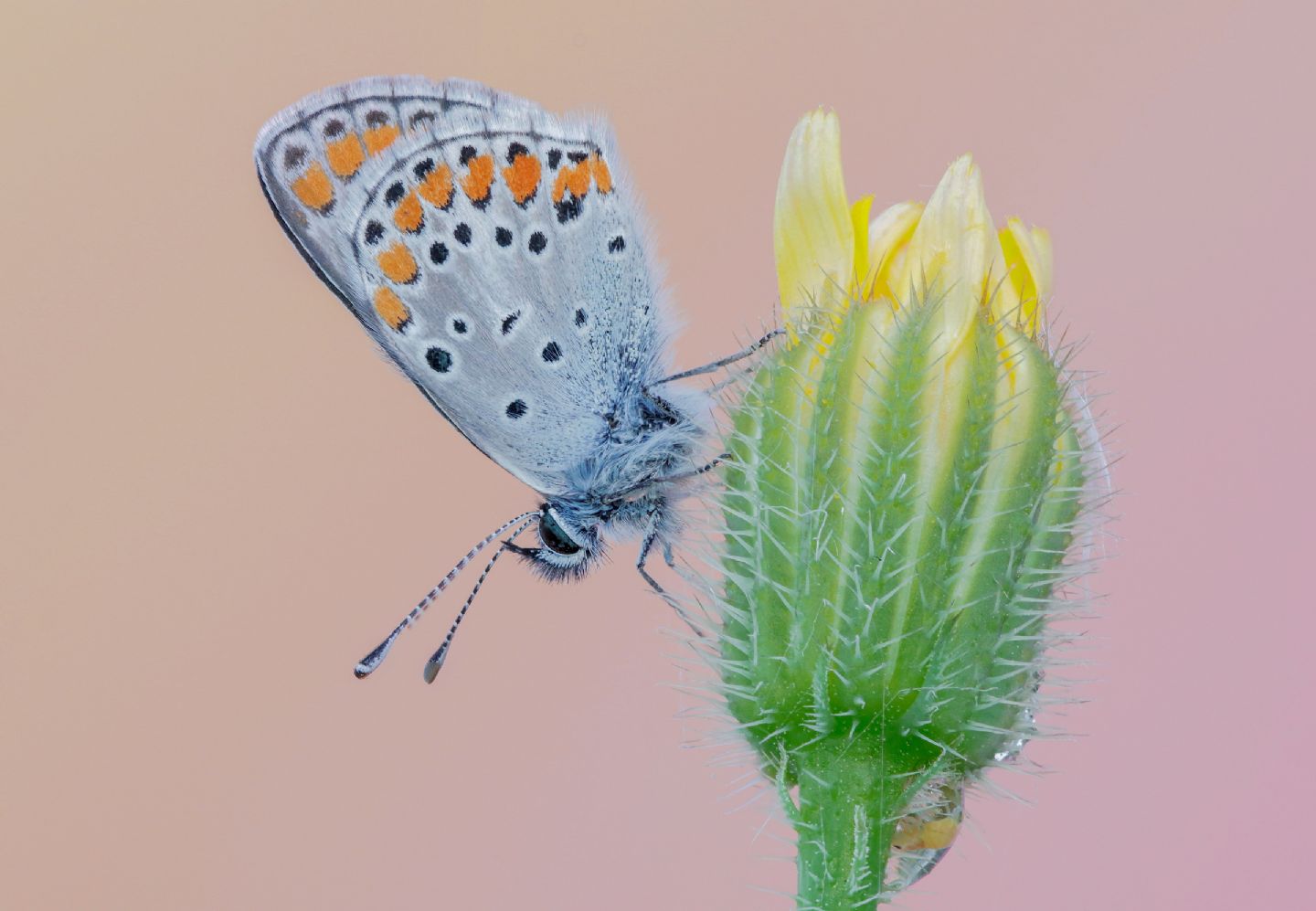 Lycaenidae - Aricia agestis